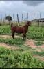 1X Ooi/Ewe PS PREGNANT Ivan en Malan van Heerden