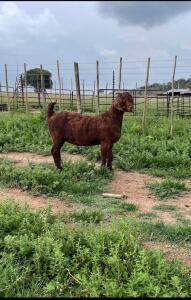 1X Ooi/Ewe PS PREGNANT Ivan en Malan van Heerden