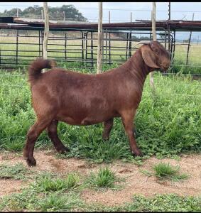 1X Ooi/Ewe FLOCK PREGNANT Ivan en Malan van Heerden