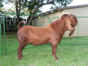 1X Ram FLOCK Tollie Jordaan