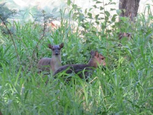 LOT 58&nbsp;1x BLOU DUIKER /BLUE DUIKER&nbsp; - PHOTO IS EXAMPLE OF SPECIE