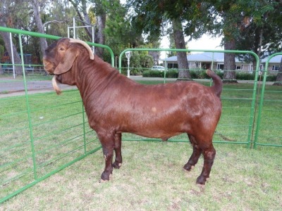 1X Ram FLOCK Tollie Jordaan