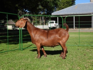 1X Ooi/Ewe STUD PREGNANT Tollie Jordaan