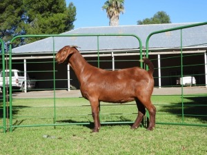 1X Ooi/Ewe STUD Tollie Jordaan