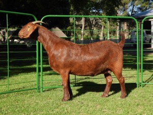 1X Ooi/Ewe FLOCK PREGNANT Tollie Jordaan