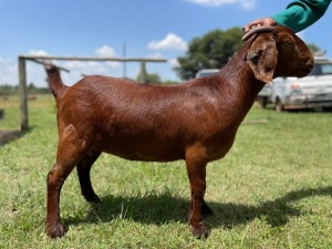 1X OOI/EWE STUD Bonisa Reds