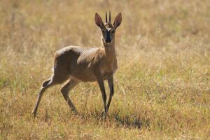 LOT 59 2x DUIKER PAAR/COMMON DUIKER PAIR(PER STUK OM LOT TE NEEM/PER PIECE TO TAKE THE LOT) PHOTO IS EXAMPLE OF SPECIE