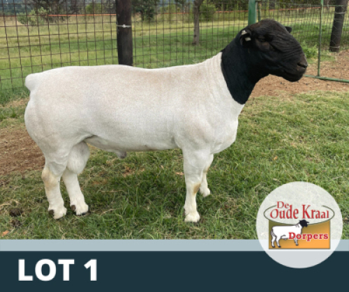 1X RAM STUD DE OUDE KRAAL DORPERS