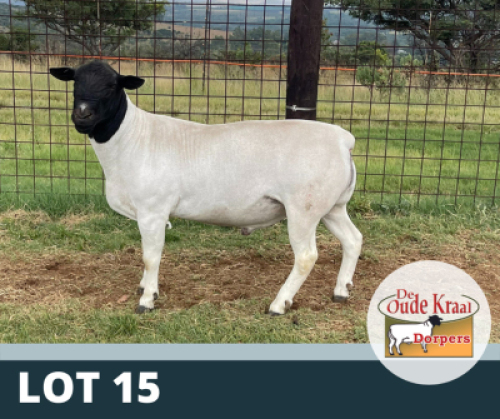 1X RAM STUD DE OUDE KRAAL DORPERS