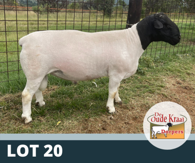 1X RAM STUD DE OUDE KRAAL DORPERS