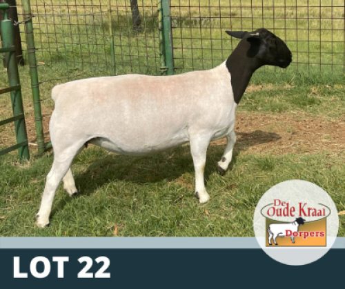 1X OOI/EWE T5 DE OUDE KRAAL DORPERS
