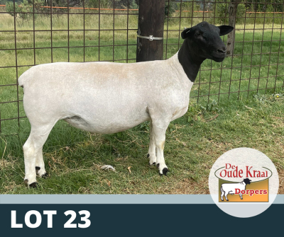 1X OOI/EWE FLOCK DE OUDE KRAAL DORPERS