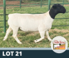 1X RAM STUD DE OUDE KRAAL DORPERS