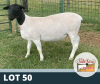 1X OOI/EWE T5 DE OUDE KRAAL DORPERS