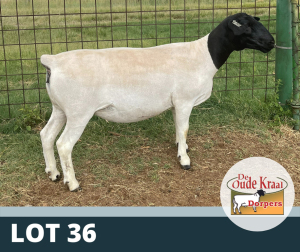 1X OOI/EWE T5 DE OUDE KRAAL DORPERS