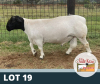 1X RAM FLOCK DE OUDE KRAAL DORPERS