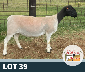 1X OOI/EWE FLOCK DE OUDE KRAAL DORPERS