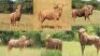 LOT 28&nbsp;3x&nbsp;GOUE WILDEBEES BUL/GOLDEN WILDEBEEST BULL (PER STUK OM LOT TE NEEM/PER PIECE TO TAKE THE LOT)
