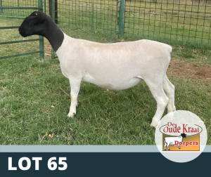 1X OOI/EWE STUD DE OUDE KRAAL DORPERS