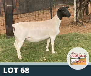 1X OOI/EWE STUD DE OUDE KRAAL DORPERS