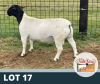 1X RAM STUD DE OUDE KRAAL DORPERS