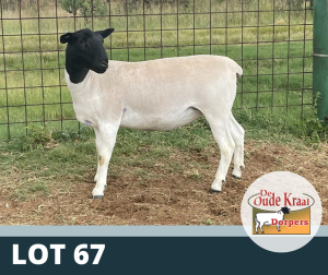 1X OOI/EWE T5 DE OUDE KRAAL DORPERS