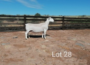 1X OOI/EWE T5 PREGNANT EFRDEEL DORPERS