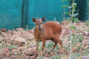 LOT 62 1x ROOI DUIKER/RED DUIKER