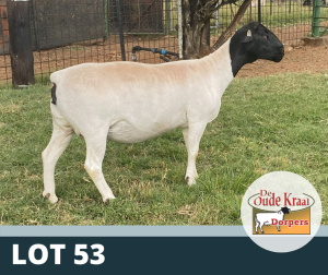 1X OOI/EWE STUD DE OUDE KRAAL DORPERS