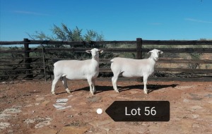 2X OOI/EWE T5 PREGNANT EFRDEEL DORPERS (PAY PER ANIMAL TO TAKE THE LOT)