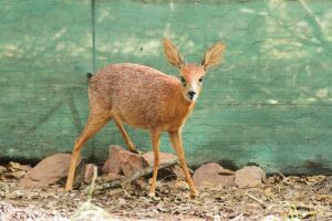 LOT 63 1x SHARPSE CAPE GRYSBOK