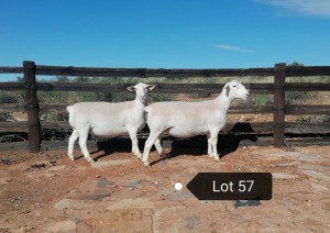 2X OOI/EWE STUD/T5 PREGNANT EFRDEEL DORPERS(PAY PER ANIMAL TO TAKE THE LOT)