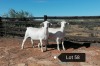 2X OOI/EWE T5 PREGNANT EFRDEEL DORPERS (PAY PER ANIMAL TO TAKE THE LOT)