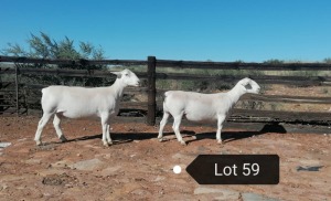 2X OOI/EWE T5 NOT PREGNANT/PREGNANT EFRDEEL DORPERS (PAY PER ANIMAL TO TAKE THE LOT)