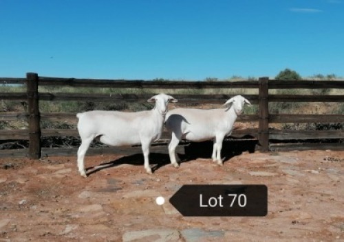 2X OOI/EWE STUD PREGNANT EFRDEEL DORPERS (PAY PER ANIMAL TO TAKE THE LOT)