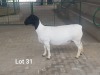 1X OOI/EWE T5 PREGNANT WESTFRONT DORPERS