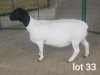 1X OOI/EWE T5 PREGNANT WESTFRONT DORPERS