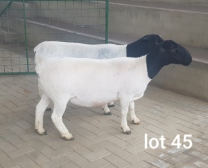 2X OOI/EWE PREGNANT T5 /STUD PREGNANT WESTFRONT DORPERS (Pay per Animal to take all in lot)
