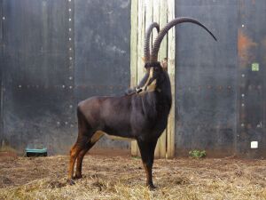 LOT 64 1x SWARTWITPENS BUL/SABLE BULL - OD SON