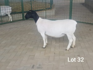 1X OOI/EWE T5 PREGNANT WESTFRONT DORPERS