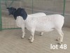 2X OOI/EWE T5 /STUD PREGNANT WESTFRONT DORPERS (Pay per Animal to take all in lot)