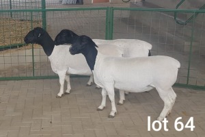 3X OOI/EWE T5 /STUD/T5 PREGNANT WESTFRONT DORPERS (Pay per Animal to take all in lot)