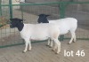 2X OOI/EWE T5 PREGNANT WESTFRONT DORPERS (Pay per Animal to take all in lot)