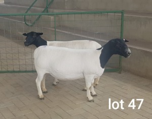 2X OOI/EWE T5 PREGNANT WESTFRONT DORPERS (Pay per Animal to take all in lot)
