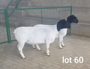 2X OOI/EWE T5 PREGNANT WESTFRONT DORPERS (Pay per Animal to take all in lot)