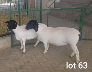 2X OOI/EWE T5 /STUD PREGNANT WESTFRONT DORPERS (Pay per Animal to take all in lot)