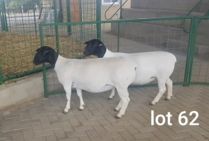 2X OOI/EWE STUD PREGNANT WESTFRONT DORPERS (Pay per Animal to take all in lot)