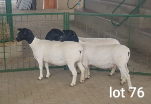 3X OOI/EWE T4/STUD/STUD PREGNANT WESTFRONT DORPERS (Pay per Animal to take all in lot)