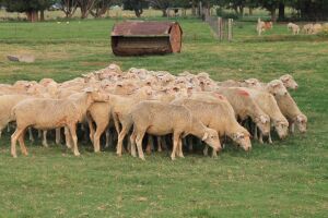 4X EWE SAVM FLOCK / COMM CARMIA WILLE (Pay per animal to take all in lot)