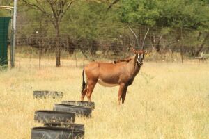 LOT 65 1x SWARTWITPENS KOEI/SABLE COW